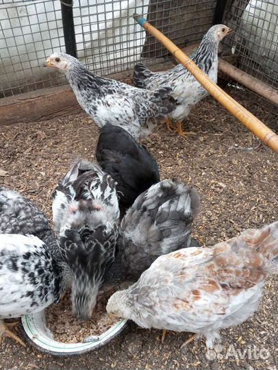 Цыплята и петушок брама