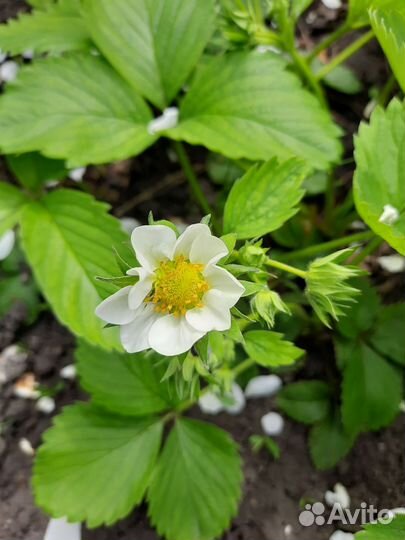 Рассада клубники