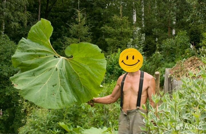Белокопытник растение