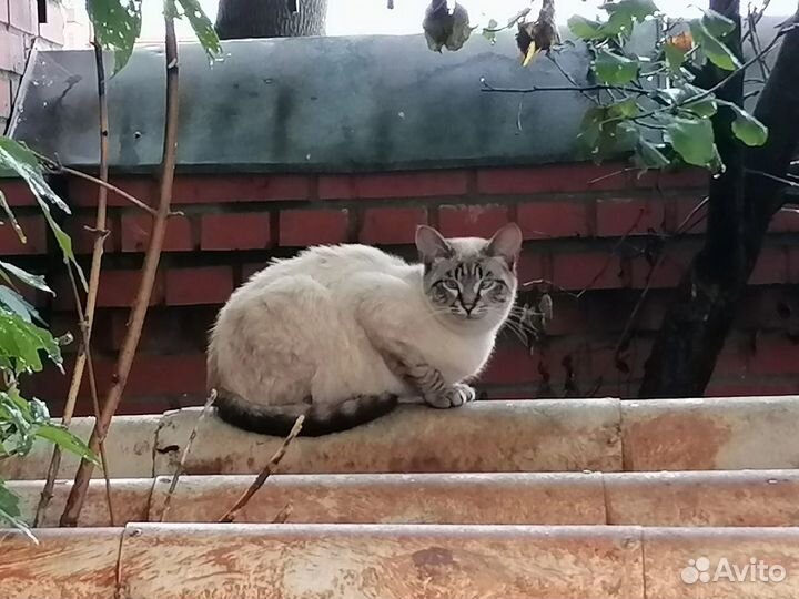 Тайский кот найден