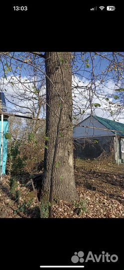 Дуб для слебы