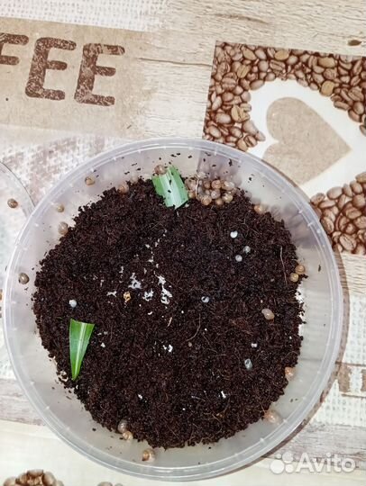 Улитки ахатины маленькие (детёныши)