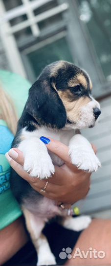 Щенки Бигль