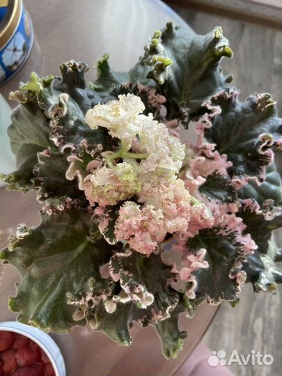 Сортовые фиалки