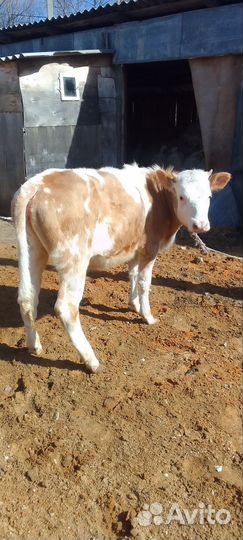 Домашние Тёлки 5 голов