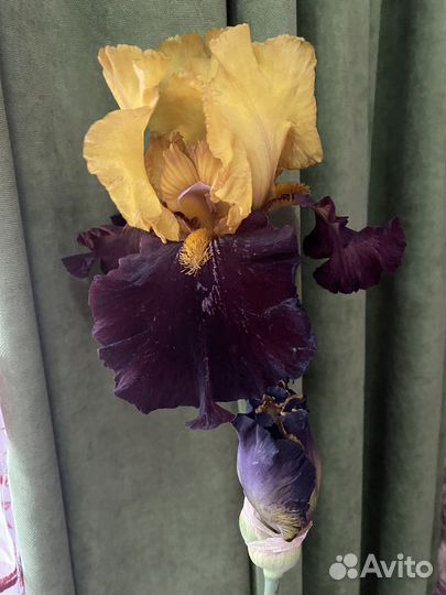 Цветы ирисы