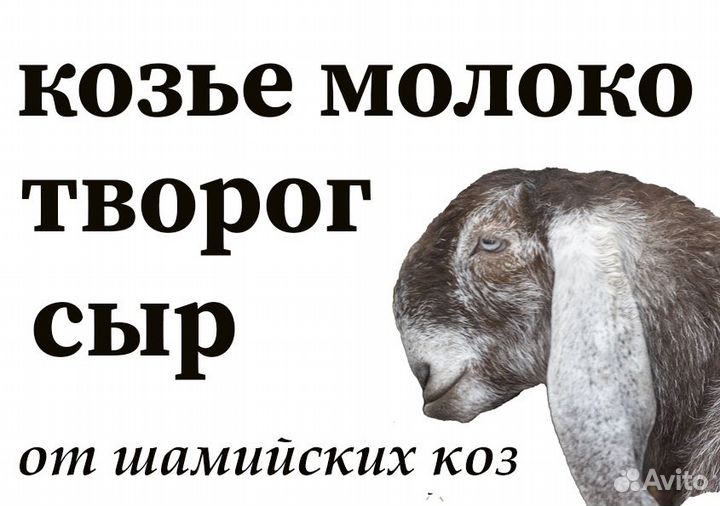 Козье молоко, сыр, творог с нашей микро-фермы