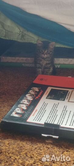 Котята пушистики