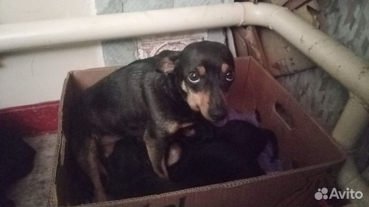 Щенки той - терьер