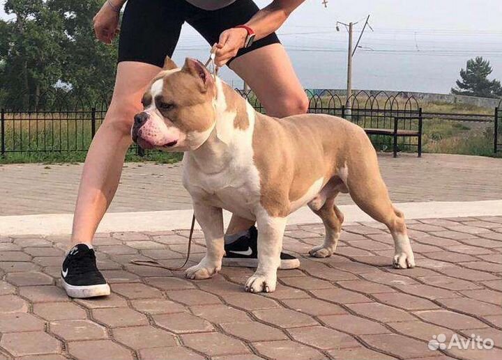 Американский булли вязка