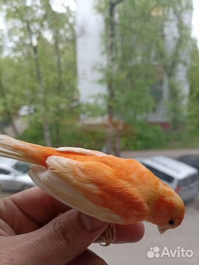 Кенара и канарейки