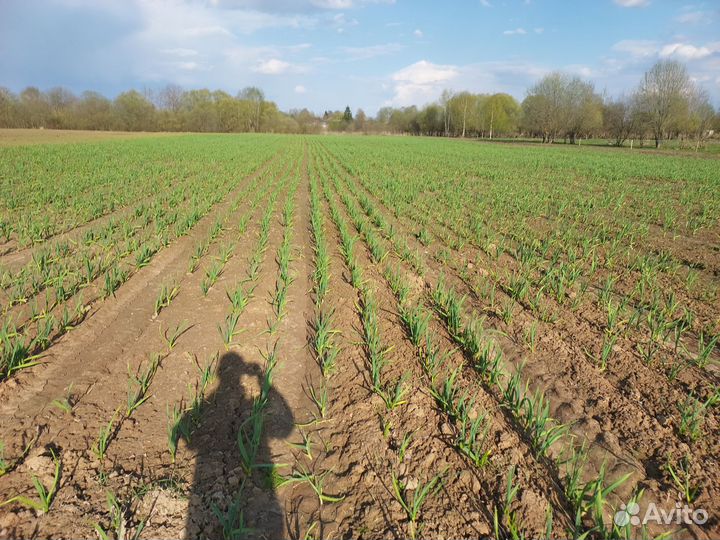 Чеснок любаша. Семена чеснока для посадки, в пищу