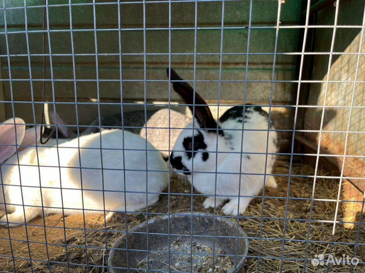 Кролики (самки)