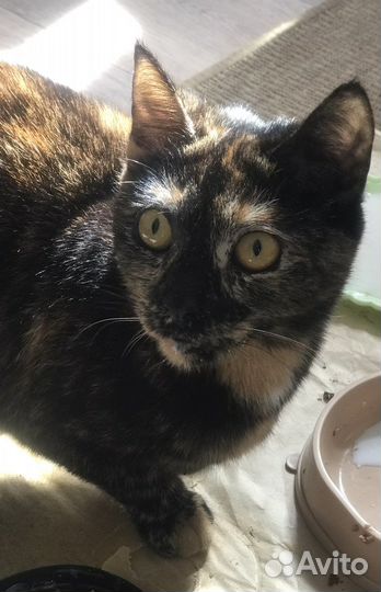 Трехцветная кошка счастливая