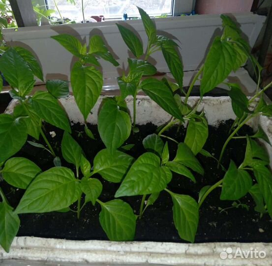 Рассада перца
