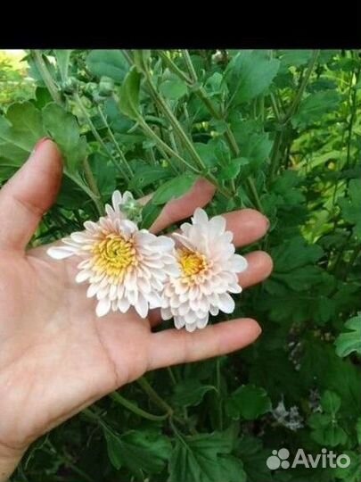 Хризантема