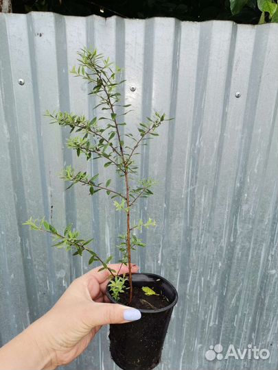 Спирея грефшейм