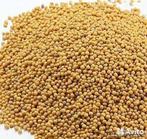 Горчица/Рапс/Вика