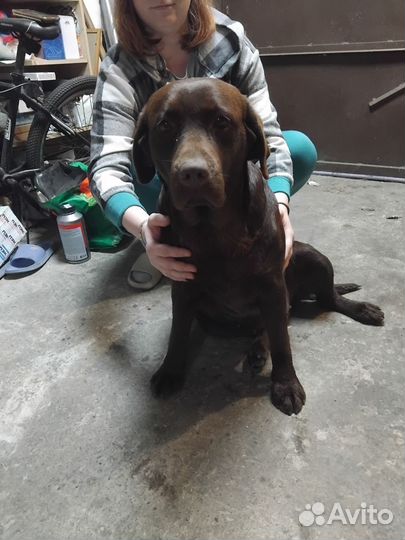 Лабрадор молодая девочка