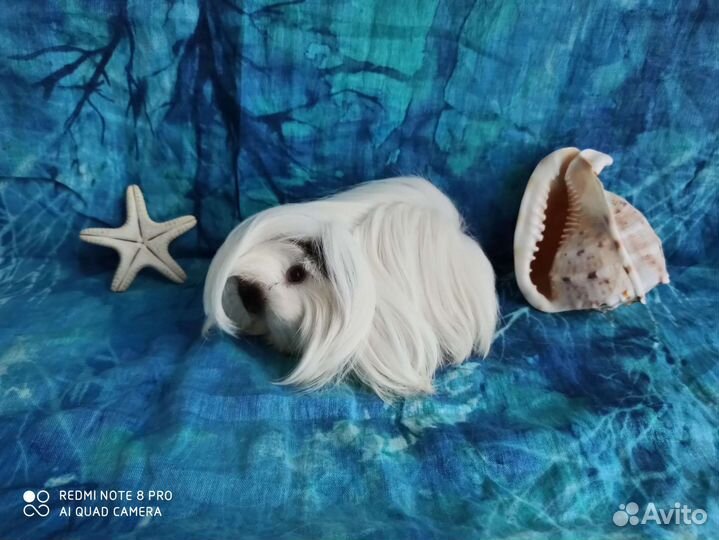 Морская свинка красавчик Олаф