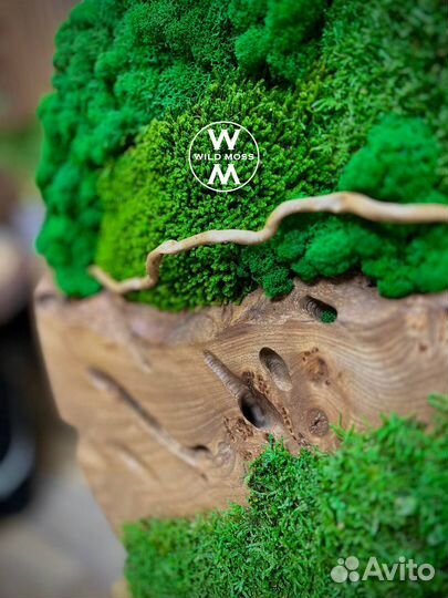 Панно из стабилизированного мха и спила дерева