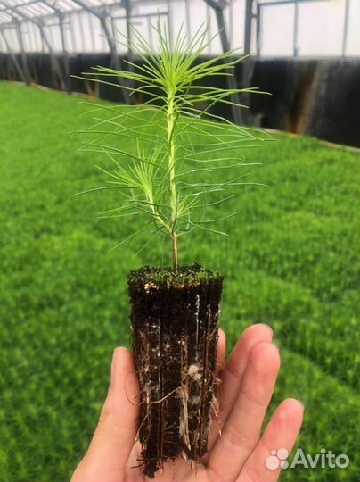 Саженцы сосны обыкновенной зкс от производителя