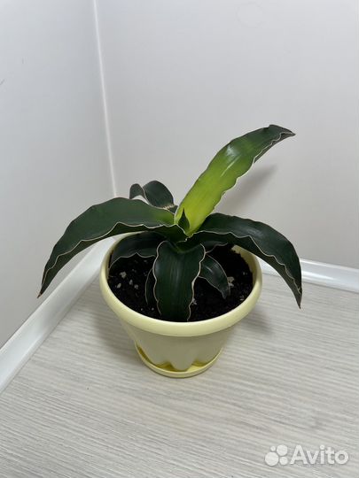 Сансевиерии сортовые