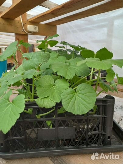 Продам рассаду овощей