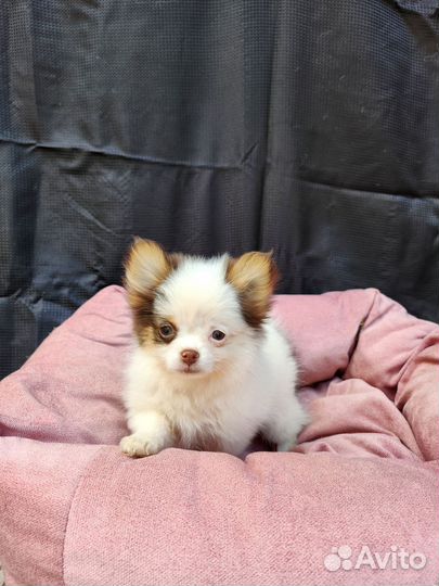 Самые красивые