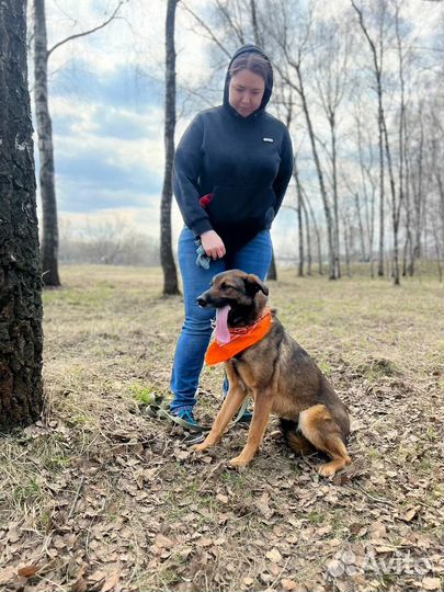 Собака в добрые руки отдам бесплатно
