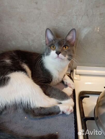 Кошка в дар