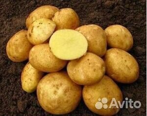 Картофель Винета