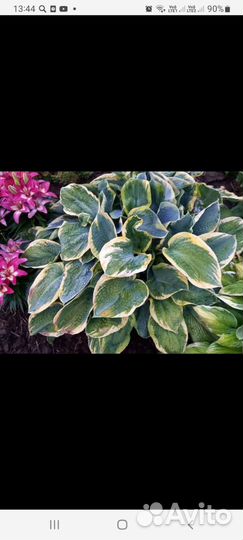 Хоста голден медоуз