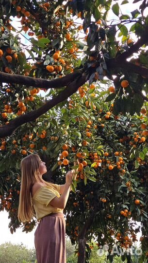 Мандариновый фотосет