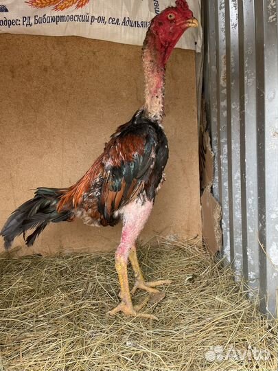 Бойцовые петухи