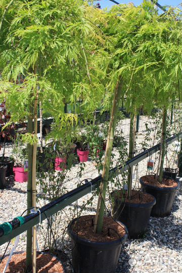 Туя Смарагд.Хвойные и декоративные растения