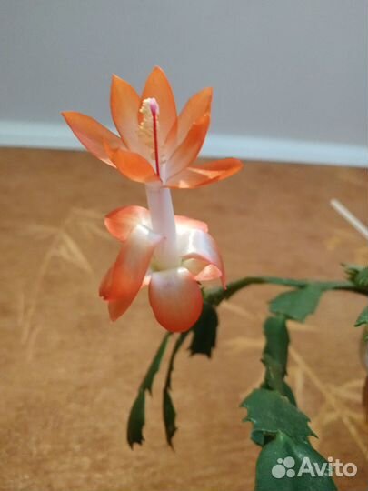 Домашние цветы разные