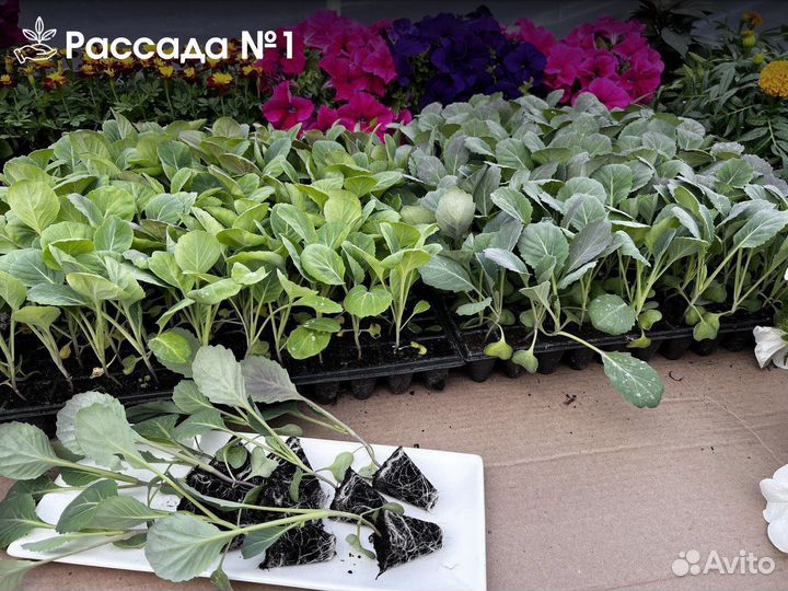 Рассада капусты