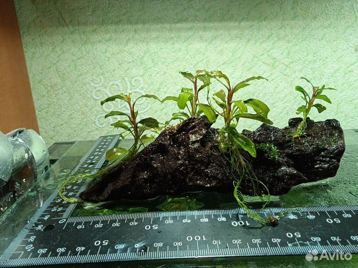 Аквариумные растения