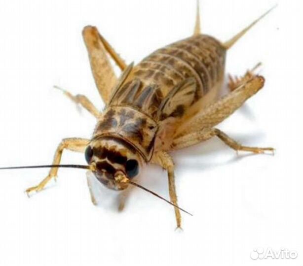 Сверчки кормовые