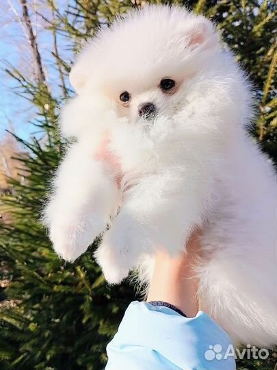 Щенок шпица