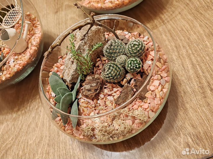 Флорариум, суккуленты, кактусы