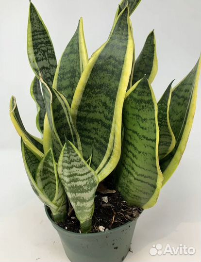 Сансевиерия в ассортименте