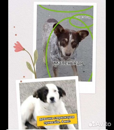 Щенки собачки привииы