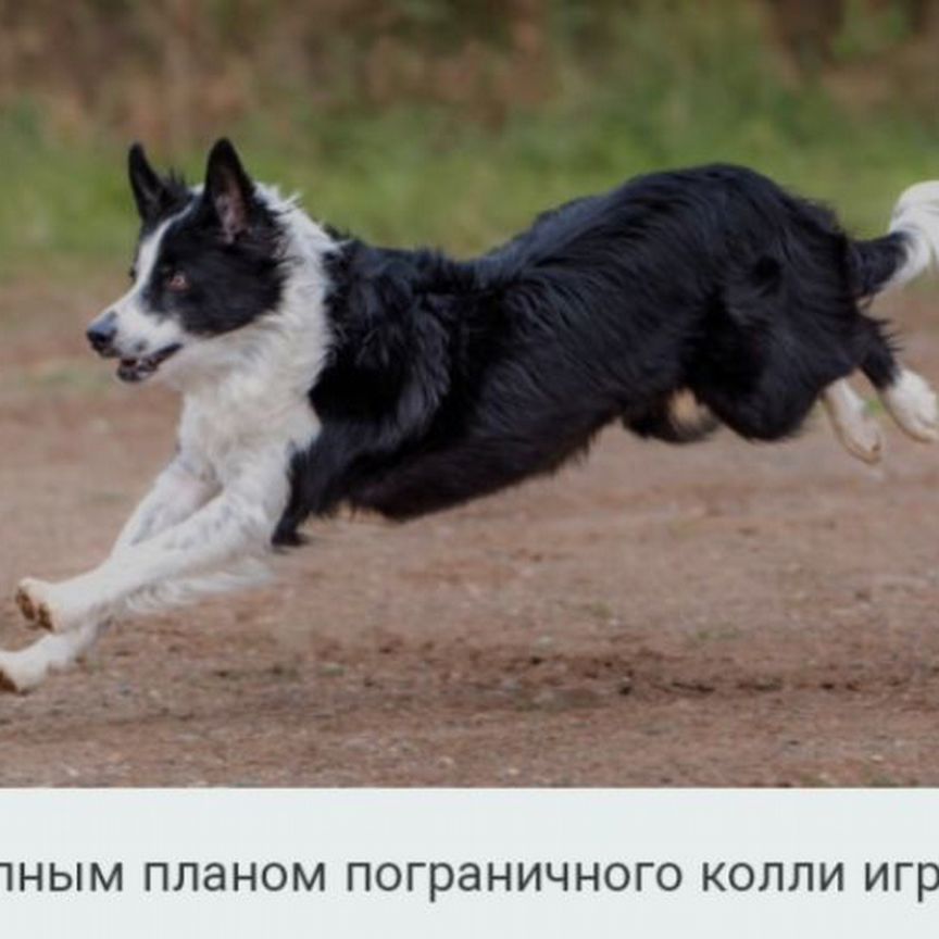 Отдам в добрые руки собаку