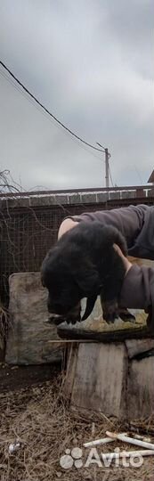 Щенки в добрые руки
