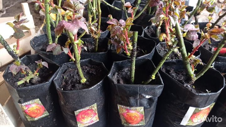 Кустовые розы саженцы