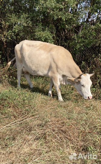 Продается корова