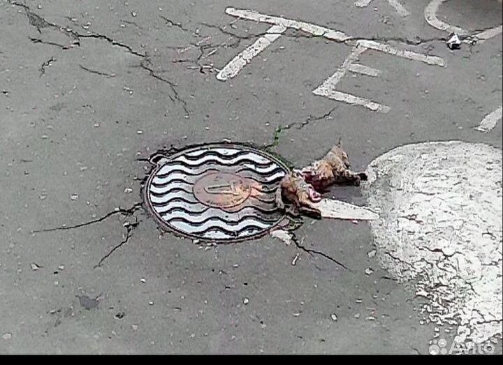 Помогите спасти бездомных серых котят