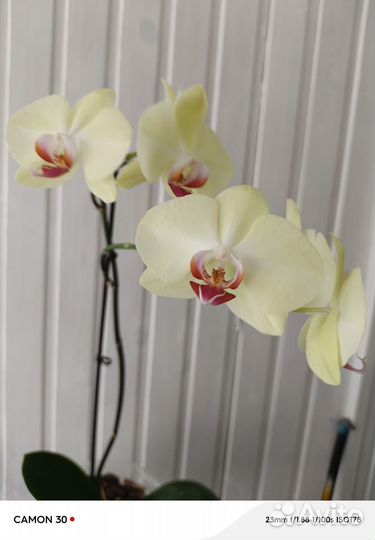 Орхидея фаленопсис